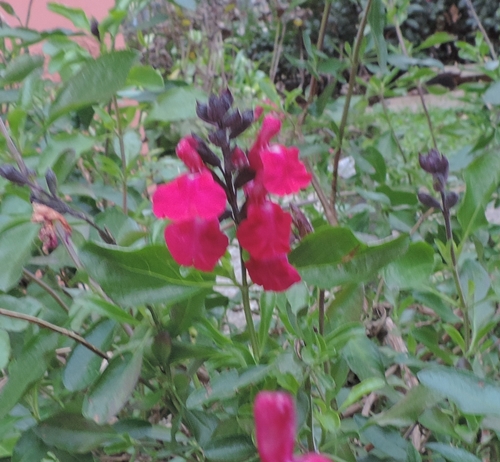 fiore rosso:  cultivar di Salvia greggii